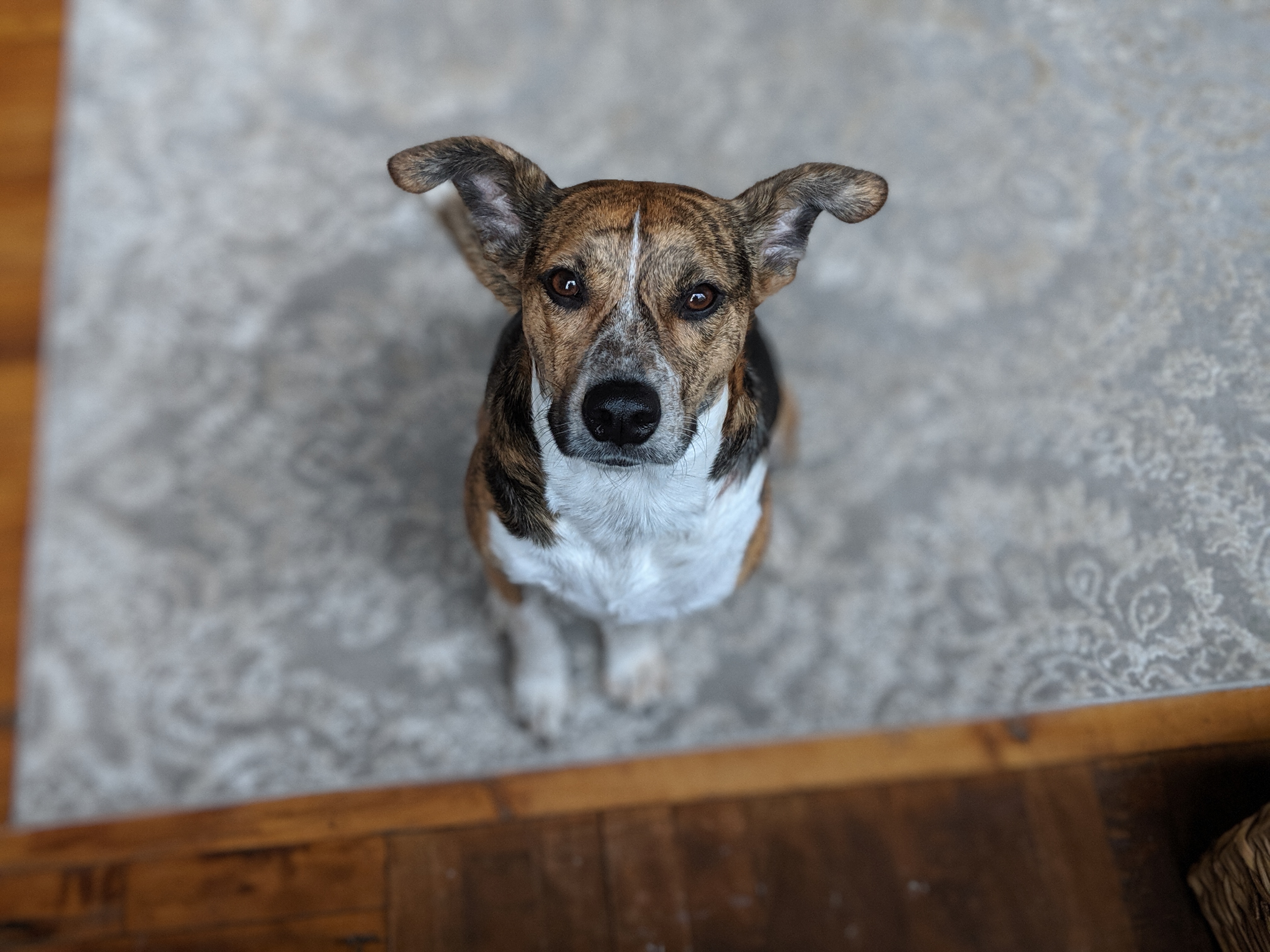 Pepper, my dog, looking very pleased with herself